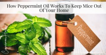 How Peppermint Oil Works To Keep Mice Out Of Your Home