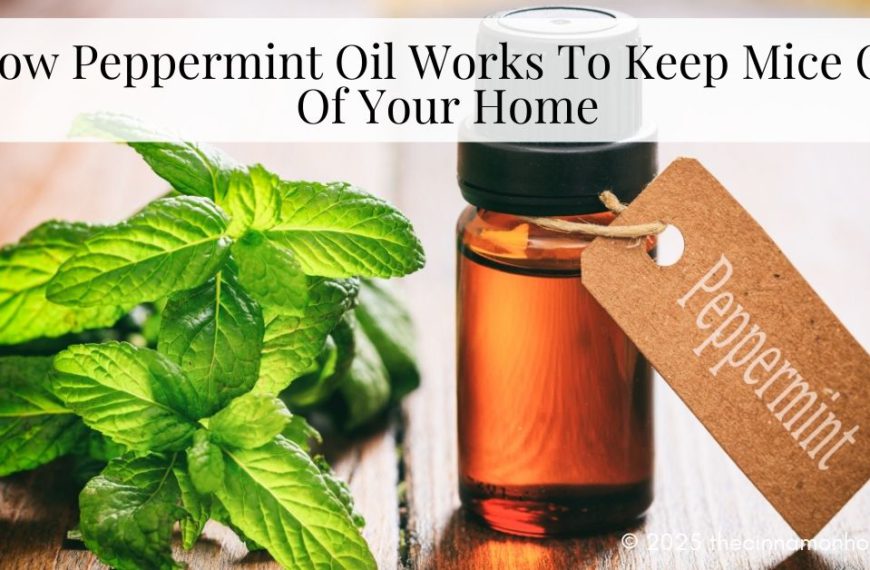 How Peppermint Oil Works To Keep Mice Out Of Your Home