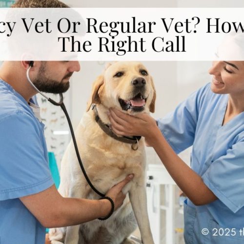 regular vet vs. emergency vet