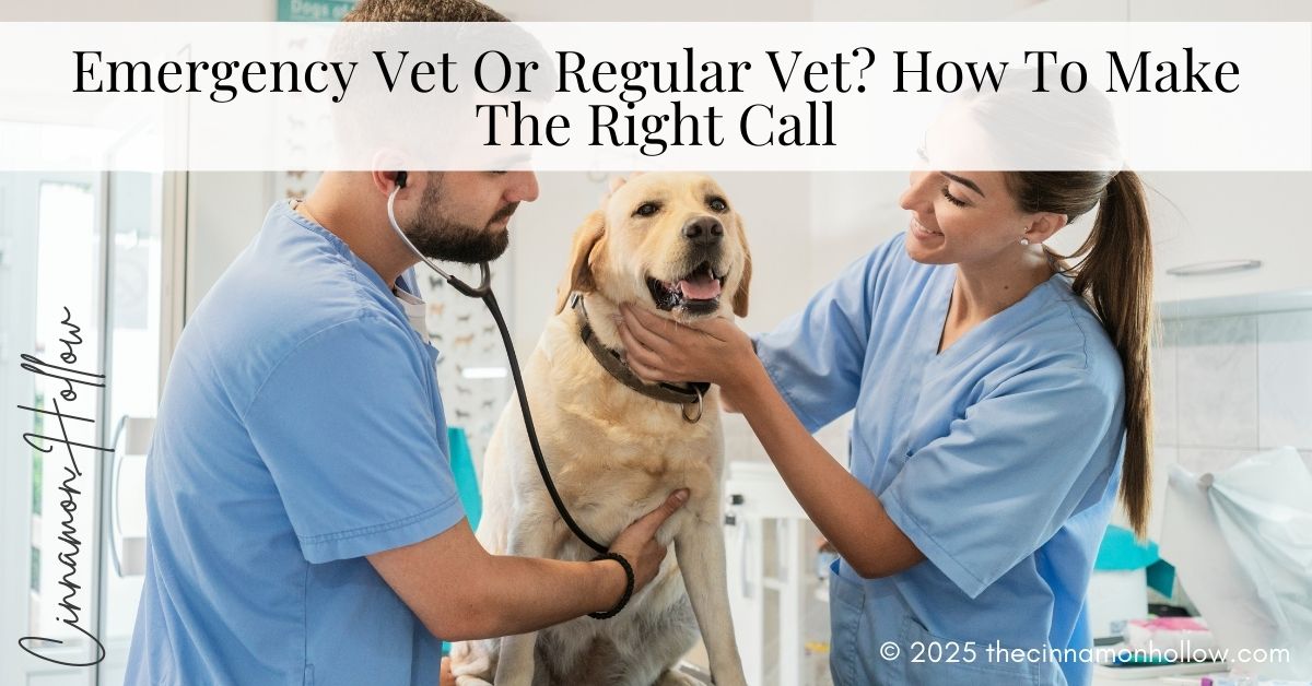 regular vet vs. emergency vet