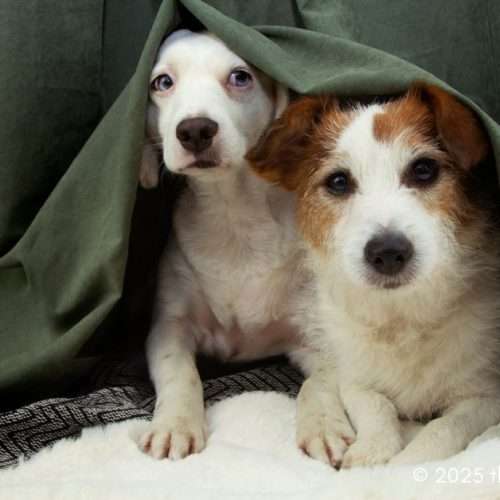 anxiety in dogs