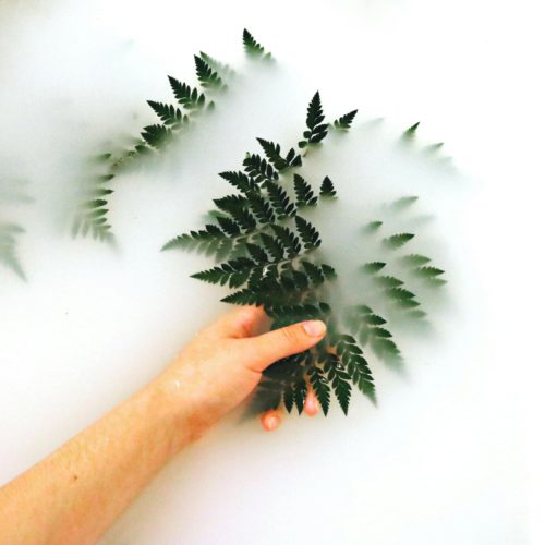 Plant-Based Skincare Ingredients