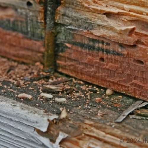 termites