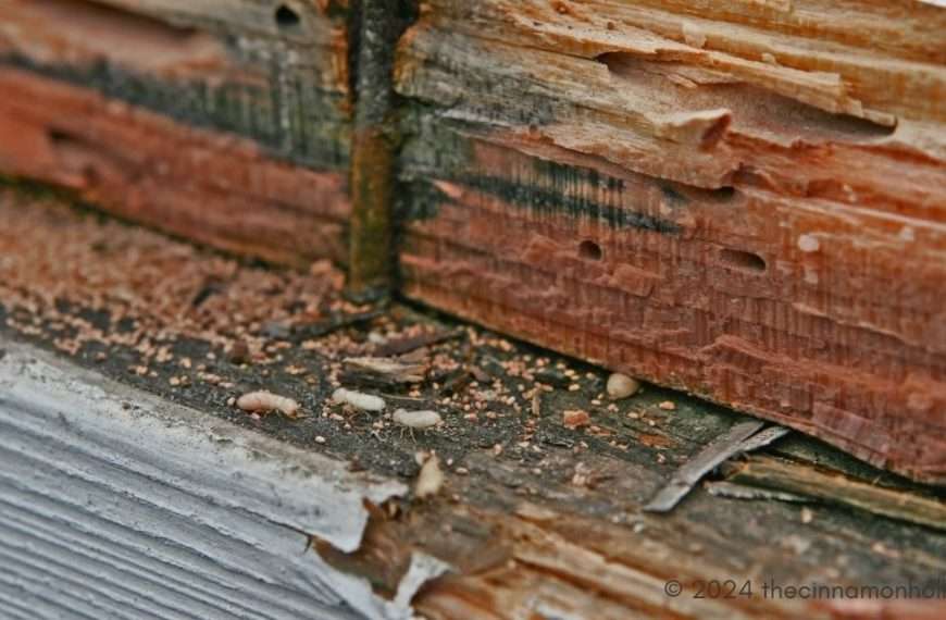 termites