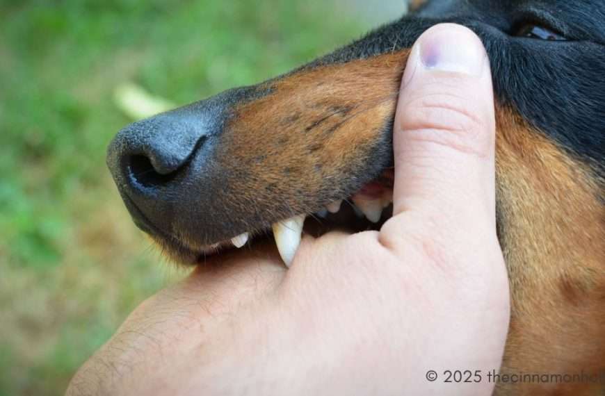 dog bite injury claim
