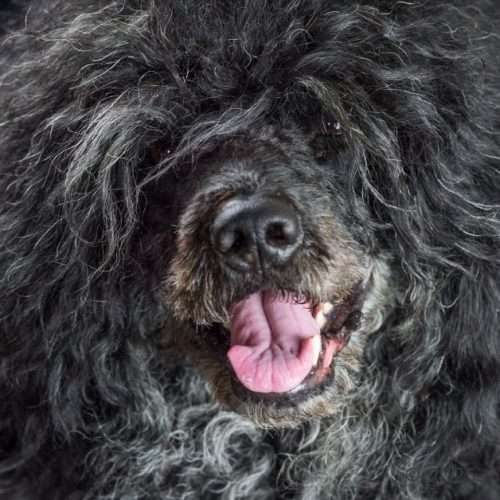 Hypoallergenic Dogs