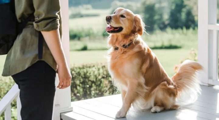 Do Dogs Control Their Tails?