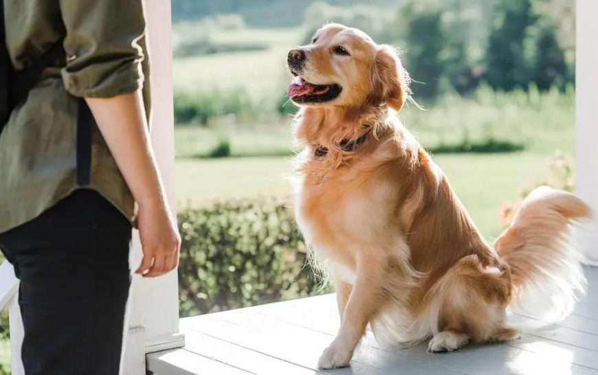 Do Dogs Control Their Tails?