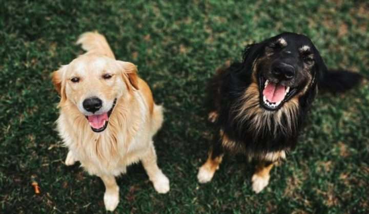 Do Dogs Control Their Tails?
