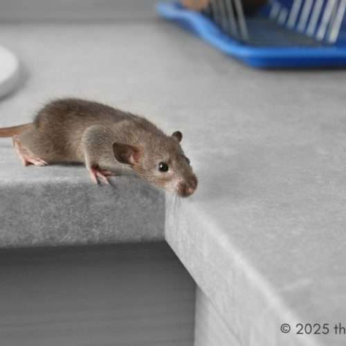 critter control for mouse in kitchen