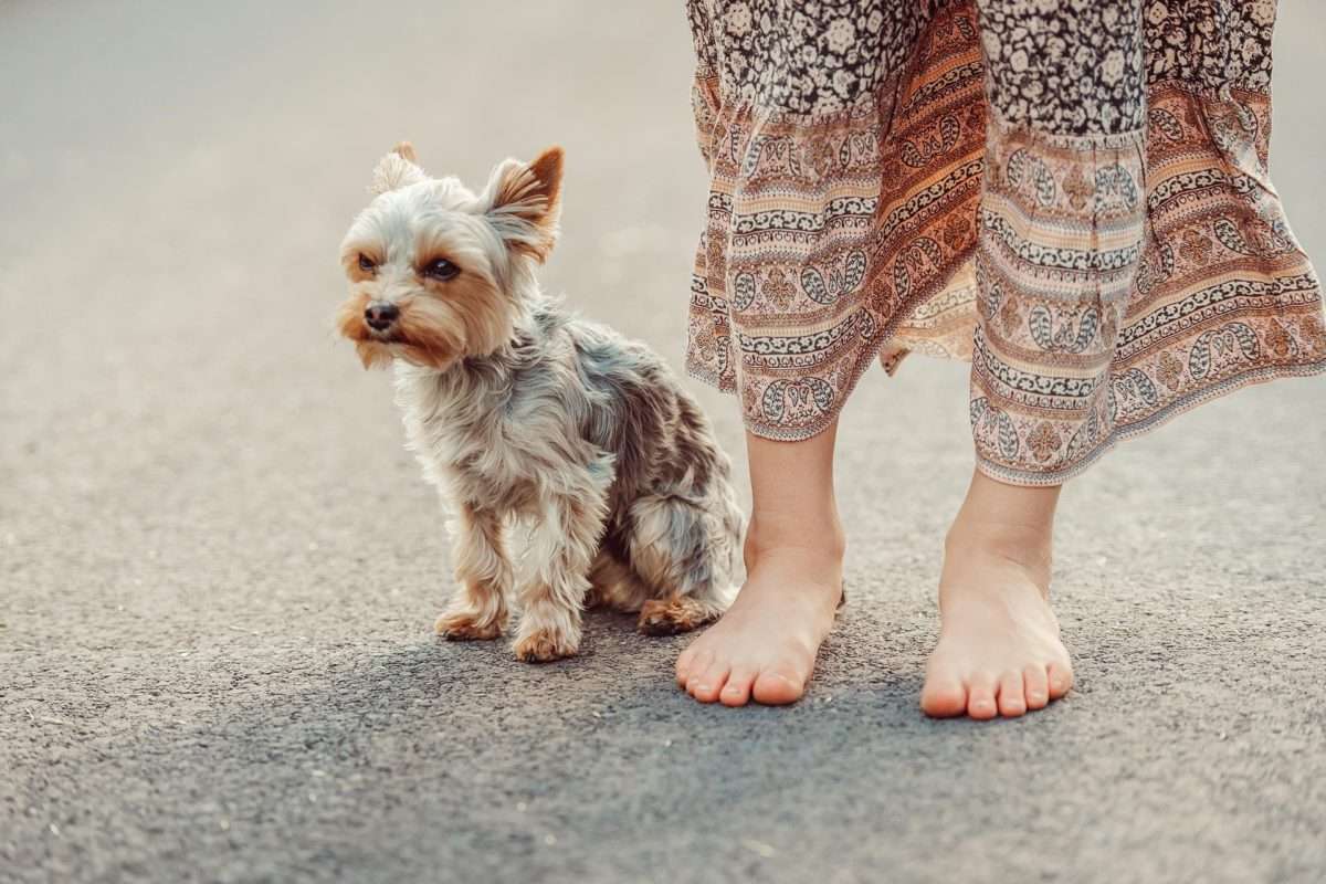 yorkshire terrier