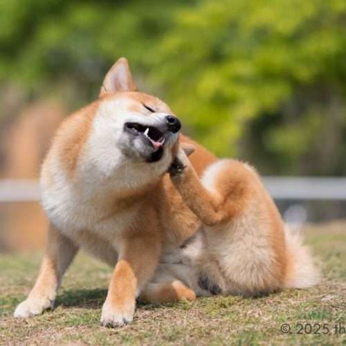 dog itching