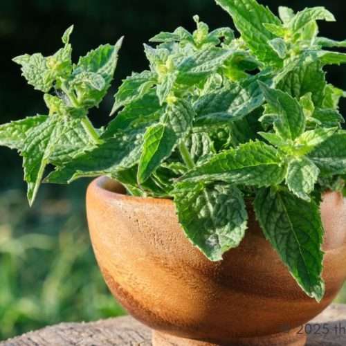 improve gut health with lemon balm