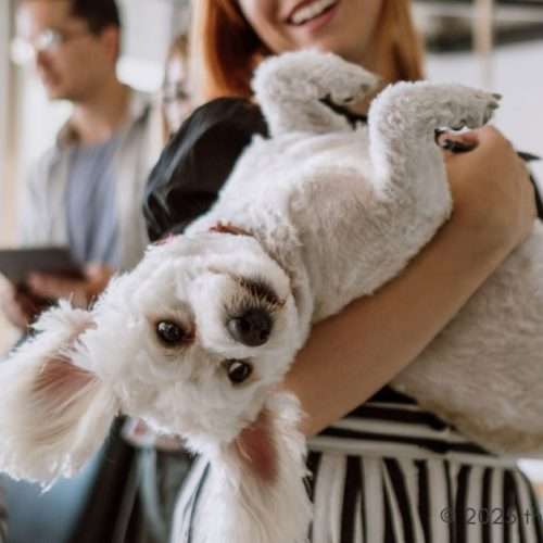 pet sitting