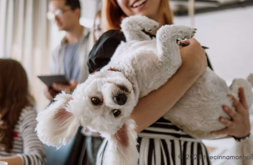 pet sitting