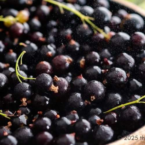 blackcurrant