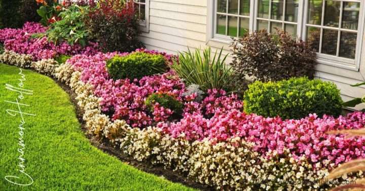 flower garden