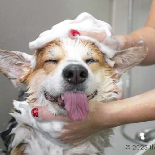 dog grooming - personalized pet care
