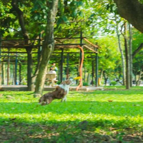 A golden retriever happily playing fetch in a large, grassy park with the Chicago skyline in the background. - apartments for rent in chicago pet friendly