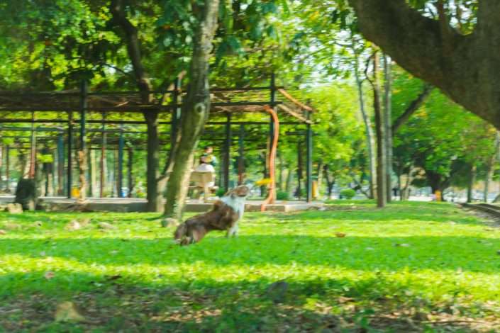 A golden retriever happily playing fetch in a large, grassy park with the Chicago skyline in the background. - apartments for rent in chicago pet friendly