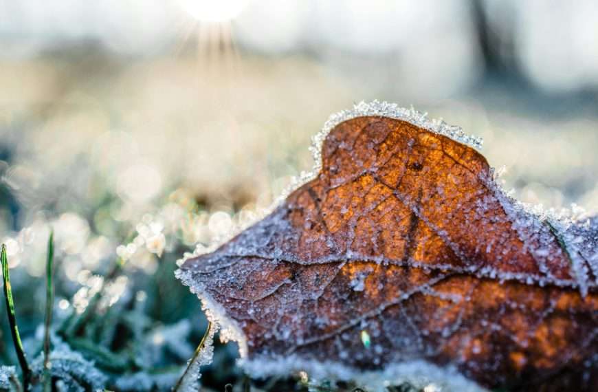 winter weather garden threats