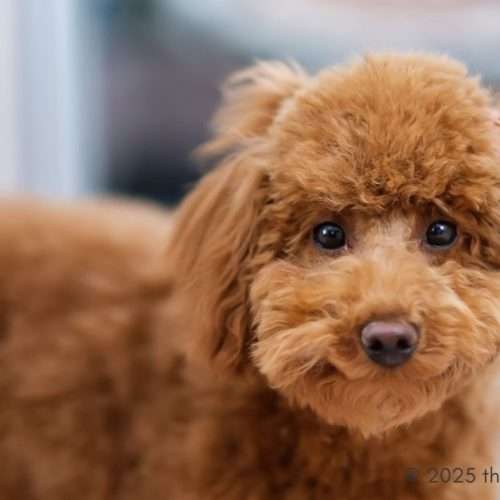 HonestPet vs. Local Breeders: Poodle Puppy