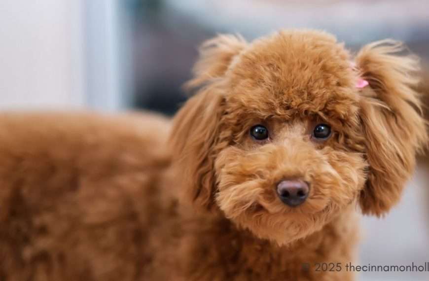 HonestPet vs. Local Breeders: Poodle Puppy