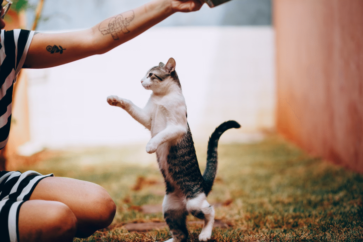 cat playing