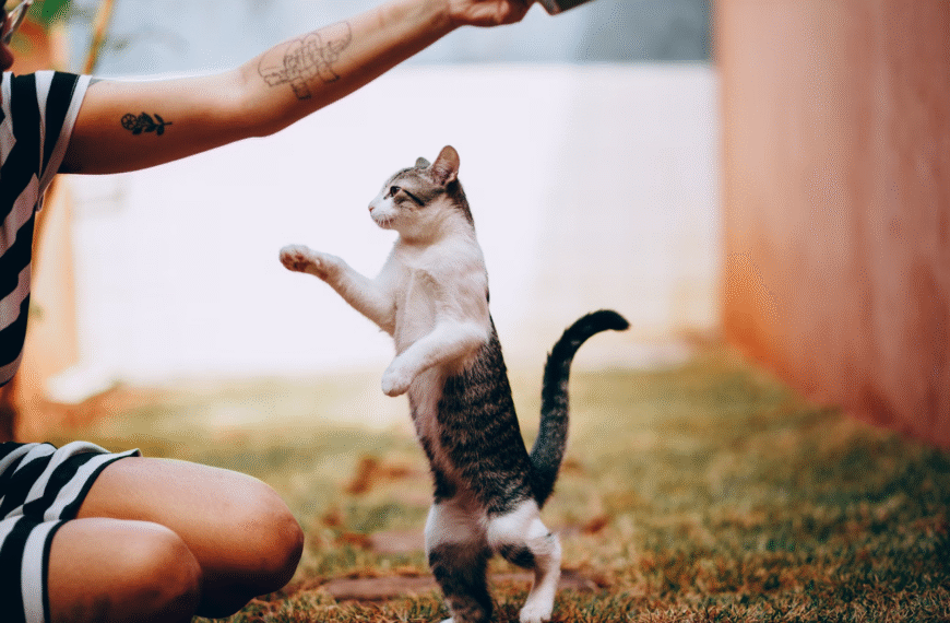 cat playing