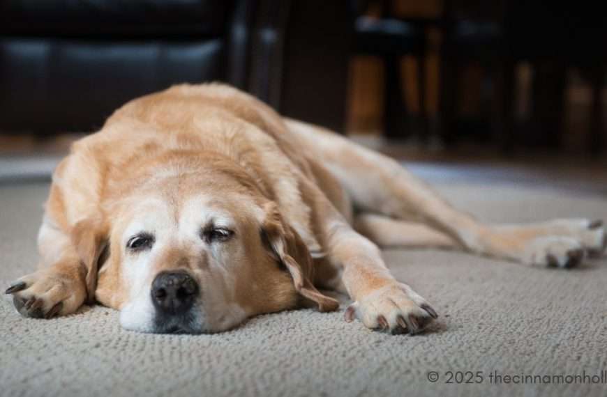 dog suffering from stiffness