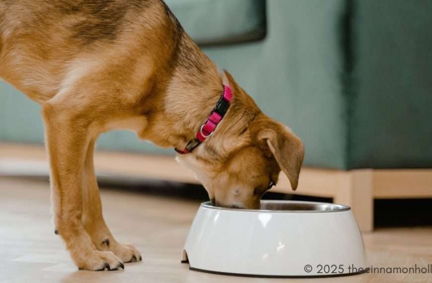 add natural bone meal to dog food