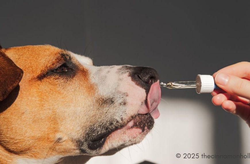 Dog Supplement