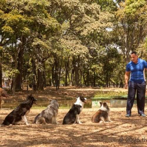 dog Trainers in Houston