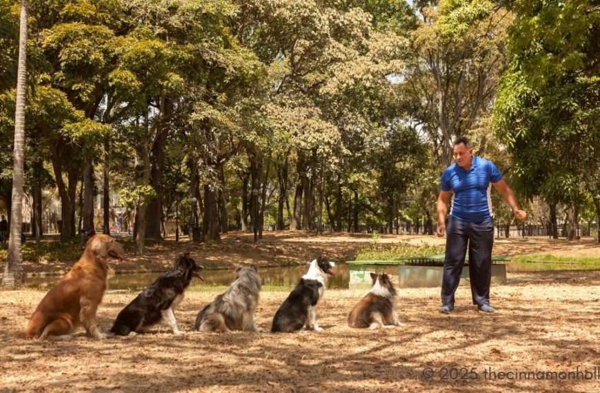 dog Trainers in Houston