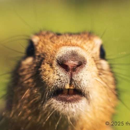 Gopher Removal
