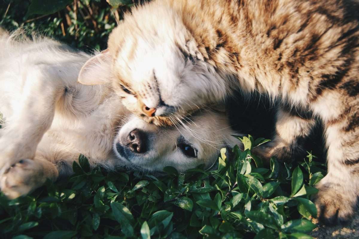 Pet Purchases