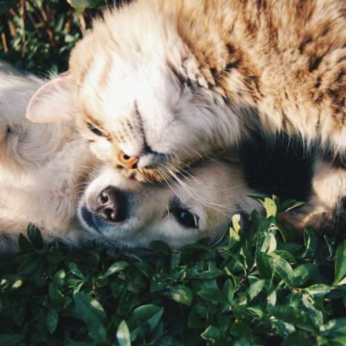 Pet Purchases