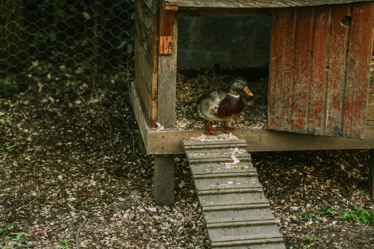 outdoor space for your pets