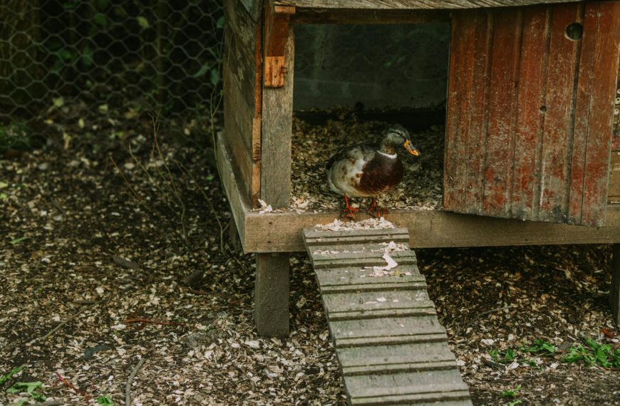 outdoor space for your pets