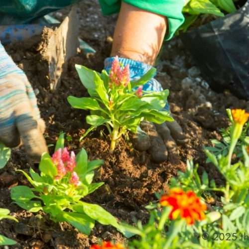 spring projects