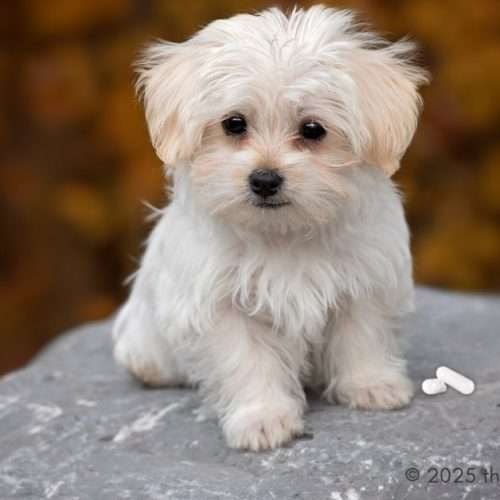 probiotics for dogs
