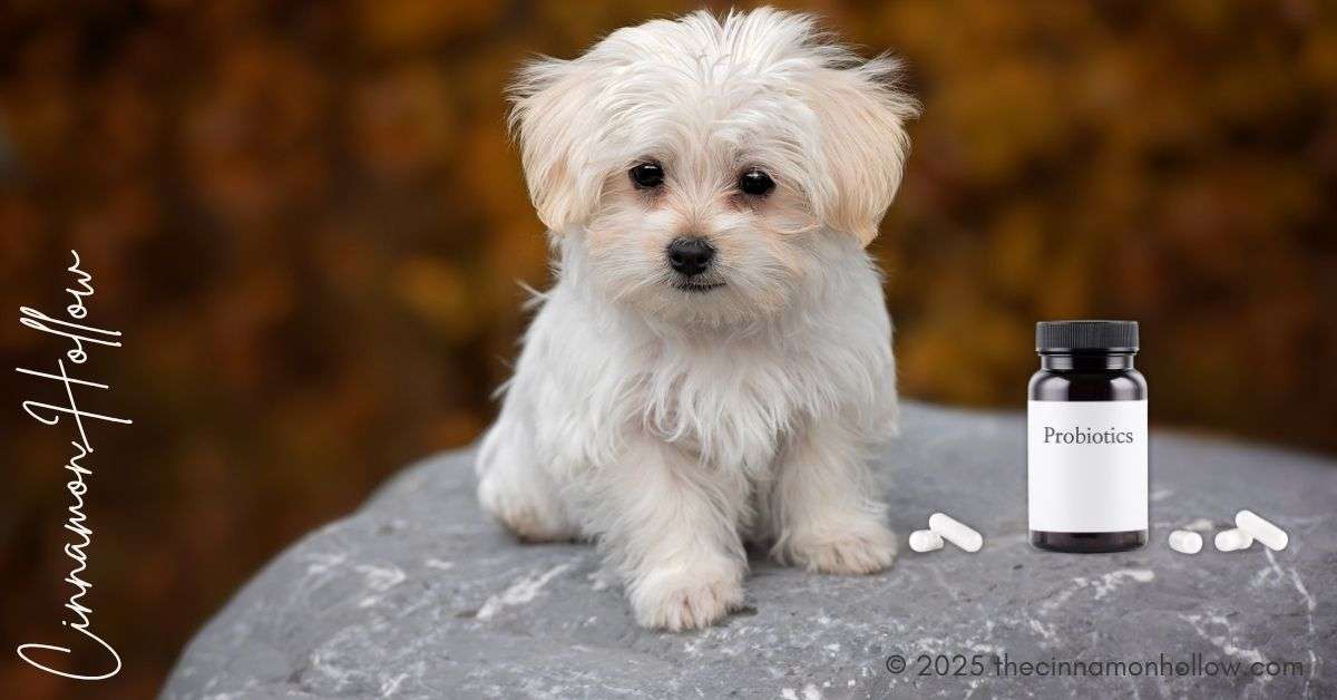 probiotics for dogs