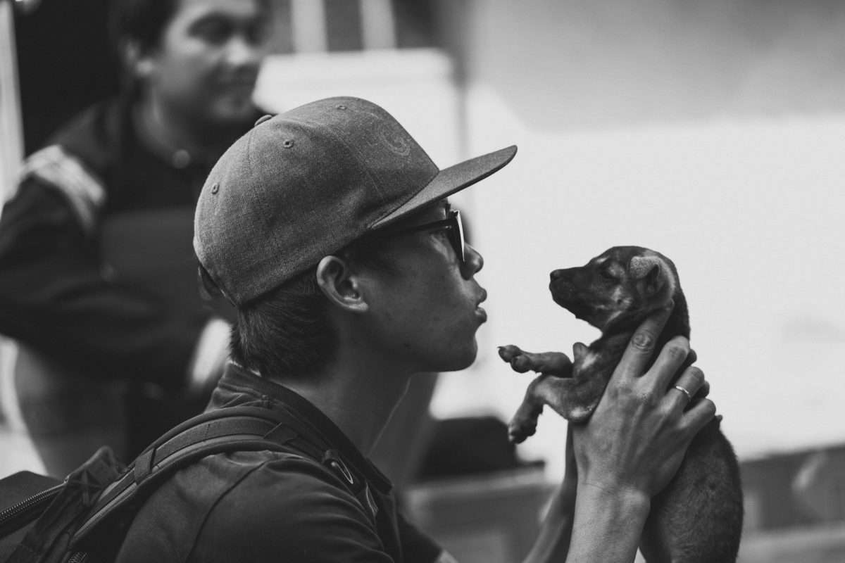 puppy