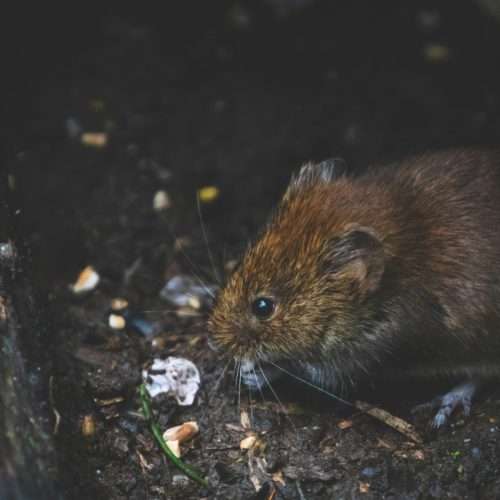 rat pests