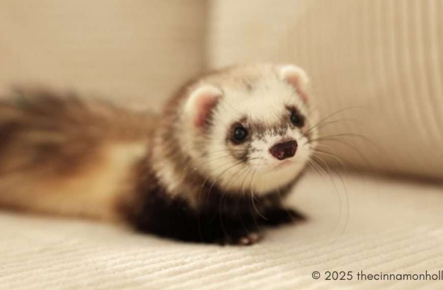 exotic pets