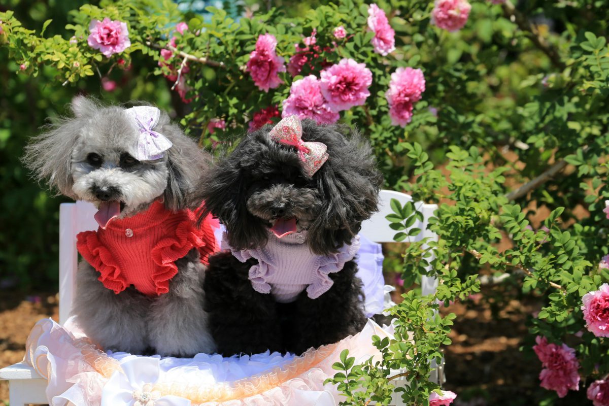 Pet Accessories