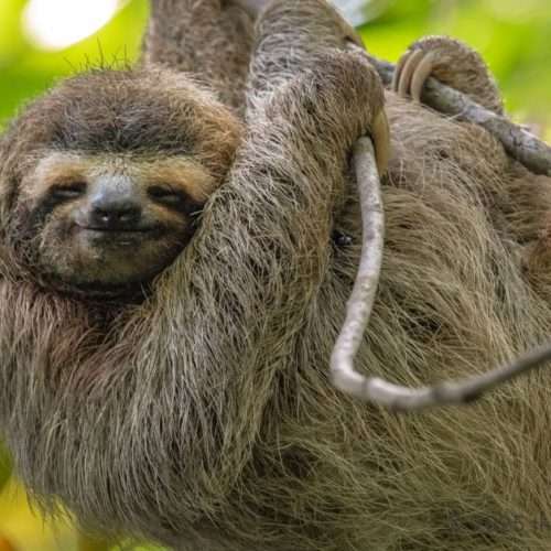 Learn About Rainforest Conservation Through Sloth Encounter Programs