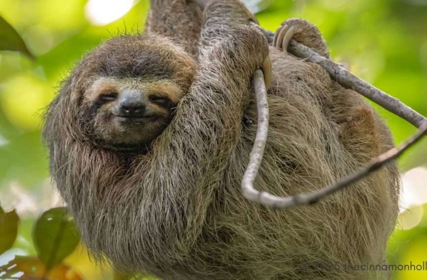 Learn About Rainforest Conservation Through Sloth Encounter Programs