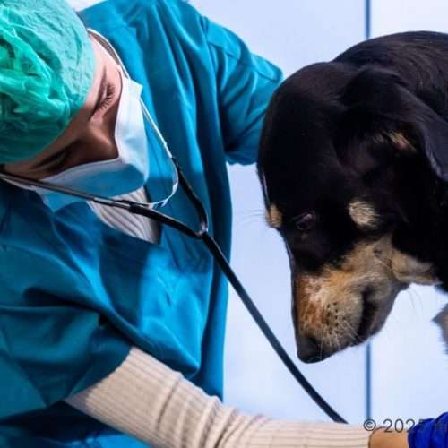 Surgical Veterinarians - Pet Wellness Exams - Vets