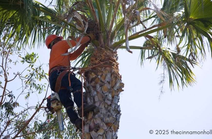 tree trimming in Port Orange, Florida